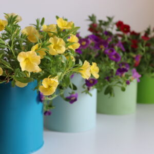 פחיץ (פחית עציץ)